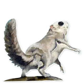 🐿 リス, 動物, 哺乳類, げっ歯類 whatsapp sticker