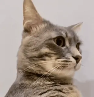 ❤️ 猫, 動物, ペット, 家畜, 哺乳類, グレーのトラ猫, ネコ科 telegram sticker