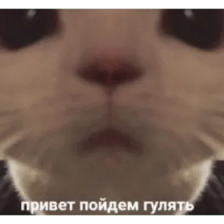 🙃 привет пойдем гулять แมว, รัสเซีย, เดิน, ทักทาย telegram sticker