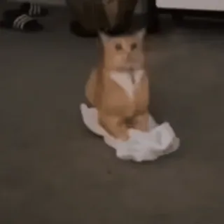 ❤️ 猫, 動物, オレンジ猫, かわいい, ペット, 面白い telegram sticker