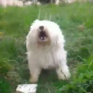 ❕ cão, cão branco, grama, animal, ao ar livre, latindo, gritando, peludo telegram sticker
