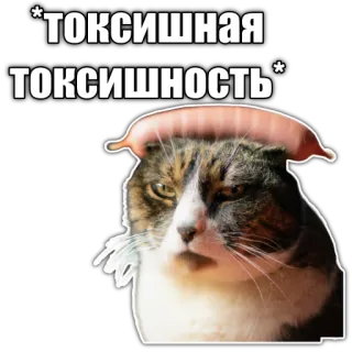 😒 *токсишная
токсишность* cat, funny, meme, toxic, animal telegram sticker
