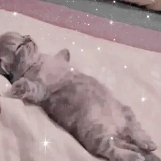 🐱 Katze, Kätzchen, süß, schlafend, Tier telegram sticker