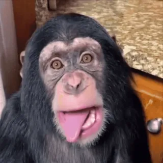 😛 Affe, Tier, Schimpanse, Primaten, lustig, Meme telegram sticker