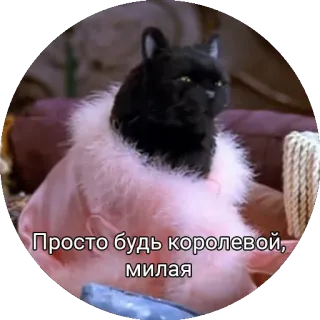 👑 Просто будь королевой, милая 猫, 女王, ピンク, ロシア, 動物, 王室 telegram sticker