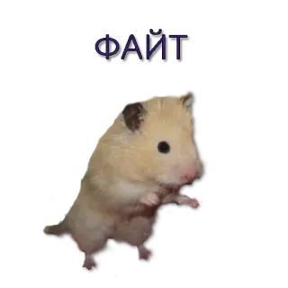 👊 ФАЙТ хомяк, бой, милый, животное telegram sticker