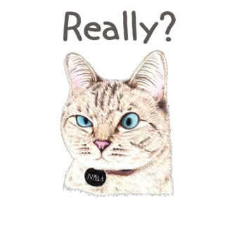 😮 NALA 고양이, 동물, 애완동물, 집고양이, nala, 새끼 고양이 telegram sticker