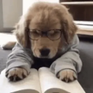 🌟 dog, puppy, reading, glasses, book, cute, smart telegram sticker