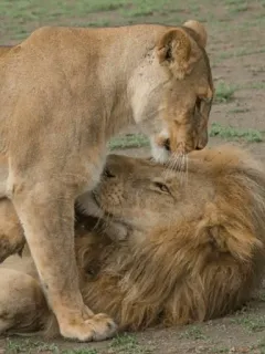 💦 лев, львица, животные, дикая природа, кошки, природа telegram sticker