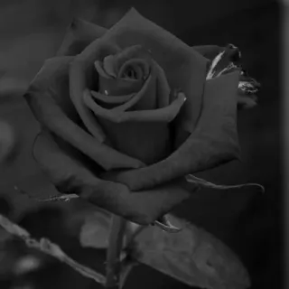 🥀 black rose, dark flower, monochrome, flower, rose telegram sticker