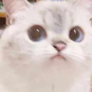 🙄 kot, zwierzę, słodki, zwierzak, kociak, kot domowy telegram sticker