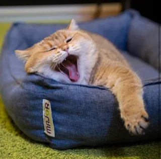 🐱 MAJOR kucing, hewan peliharaan, binatang, menguap, tempat tidur, malas whatsapp sticker