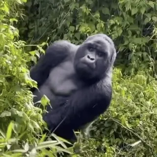 👀 gorilla, animal, mammal, wildlife, nature, ape, primate telegram sticker
