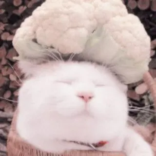 🐈 kot, kalafior, zwierzę, zwierzak, śmieszne, słodkie, biały kot telegram sticker