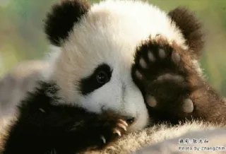 😅 熊猫·卧龙山 panda, animal, cute, baby, wildlife, nature telegram sticker