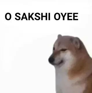✨ O SAKSHI OYEE doge, meme, dog, sakshi, internet meme telegram sticker