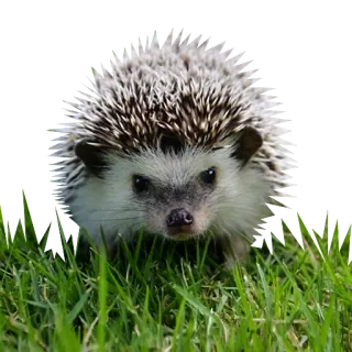 😕 erizo, animal, vida silvestre, naturaleza, lindo, mamífero telegram sticker
