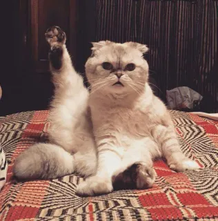 😹 Katze, lustig, Tier, süß, Kätzchen, Haustier telegram sticker
