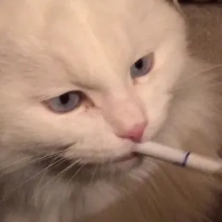 🚬 gato, cigarrillo, fumar, mascota, animal, gato blanco telegram sticker
