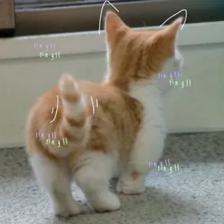 🐾 Katze, Kätzchen, Haustier, Tier, süß, orange, weiß telegram sticker