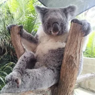 🐨 koala, animal, marsupial, wildlife, cute, australia, tree, nature telegram sticker