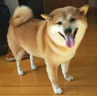 ❤️ dog, shiba inu, pet, animal, domestic animal, happy, smiling telegram sticker