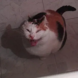 😂 cat, animal, feline, yawning, domestic animal telegram sticker