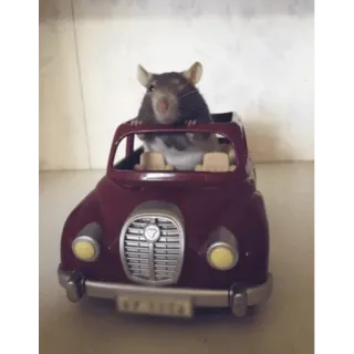 😀 ratte, auto, tier, süß, spielzeug whatsapp sticker