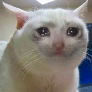 😢 cat, sad, crying, meme, white cat, pet, animal telegram sticker