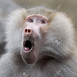 😨 猴子, 狒狒, 动物, 灵长类, 野生动物, 哺乳动物 telegram sticker