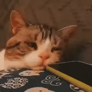 😓 gatto, animale, animale domestico, felino, carino telegram sticker