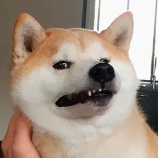 😬 dog, shiba inu, meme, funny, pet, animal telegram sticker