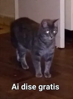💲 Ai dise gratis gato, animal, animal de estimação telegram sticker