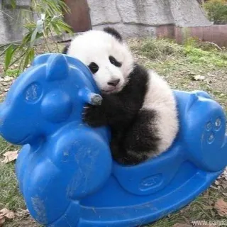 🐼 Panda, Animal, Mignon, Bébé, Cheval à bascule, Mammifère whatsapp sticker