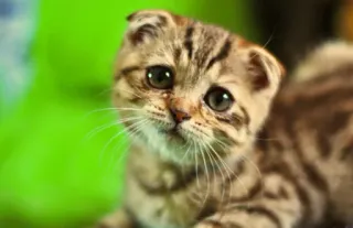 😔 cat, kitten, cute, animal, pet, feline telegram sticker