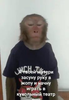 😡 Я твоей матери
засуну руку в
жопу и начну
играть в
кукольный театр monkey, animal, funny, meme, russian, joke telegram sticker