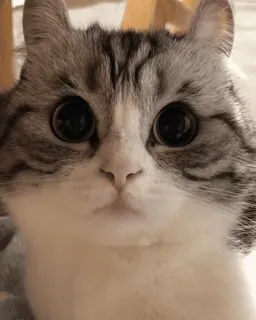🐈 cat, kitten, animal, pet, cute, eyes, mammal telegram sticker