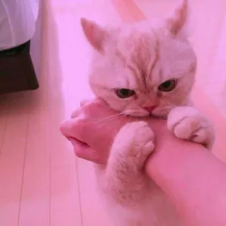 🐈 고양이, 물기, 공격성, 동물, 애완 동물 telegram sticker