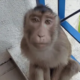 🤣 macaco, animal, primata, mamífero, vida selvagem whatsapp sticker