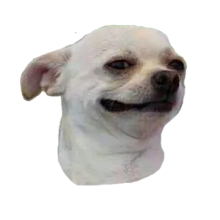 🙃 dog, chihuahua, animal, pet, smirk, funny telegram sticker
