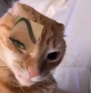 🤨 gato, cejas, divertido, meme, animal, mascota whatsapp sticker
