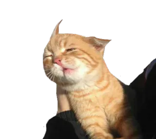 😝 cat, animal, pet, orange, cute, sunlight telegram sticker