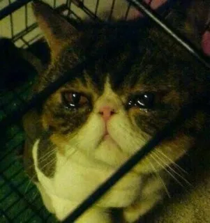 😭 cat, sad, crying, animal, pet, distressed telegram sticker