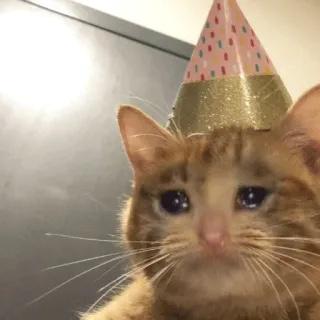 😭 kucing, menangis, topi pesta, sedih, emosional telegram sticker