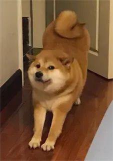 😪 chien, shiba inu, animal de compagnie, animal, mignon, drôle, étirement, animal domestique telegram sticker