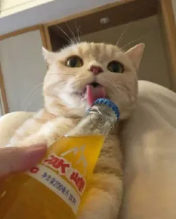 😻 净含量200毫升 饮料 gato, bebida, bebida, refrigerante, animal, animal de estimação, garrafa telegram sticker