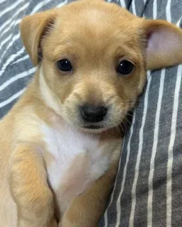 🥺 puppy, dog, animal, pet, cute, chihuahua, portrait telegram sticker