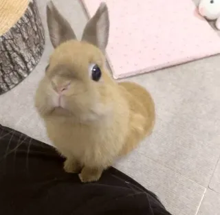 🌟 rabbit, bunny, cute, animal, pet, domestic animal whatsapp sticker