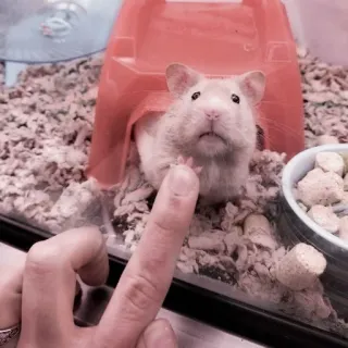 🤏 hamster, animal, pet, cage, finger, rodent telegram sticker