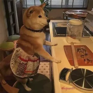 👩 chien, tablier, cuisine, shiba inu, cuisine telegram sticker